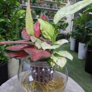 Colourful Aglaonema Plant in Glass Bowl – Hydroponic Indoor Beauty