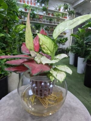 Colourful Aglaonema Plant in Glass Bowl – Hydroponic Indoor Beauty