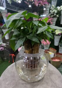 Hydroponic Money Tree Pachira in glass vase with water and LECA, indoor plant decor in Dubai