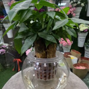 Hydroponic Money Tree Pachira in glass vase with water and LECA, indoor plant decor in Dubai