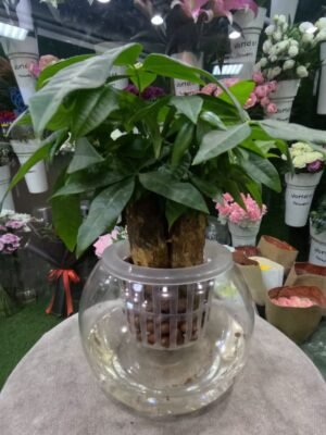 Hydroponic Money Tree Pachira in glass vase with water and LECA, indoor plant decor in Dubai