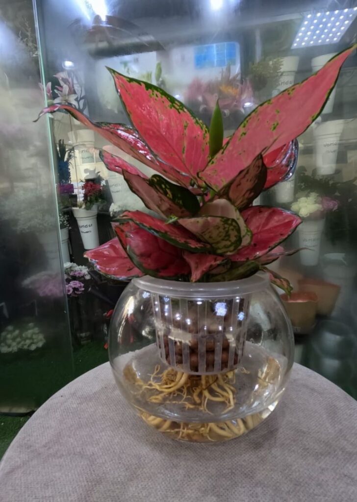Pink Aglaonema in a glass pot grown hydroponically, a stylish self watering plant ideal for indoor decoration