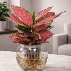 Hydroponic aglaonema plant with pink leaves in a glass vase, a self watering indoor plant perfect for UAE homes and offices..