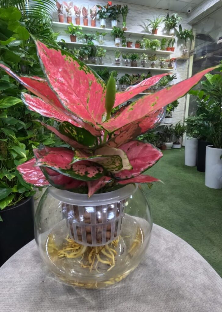 hydroponic live water plants