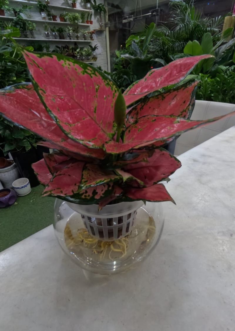 Hydroponic Aglaonema Plant – Self Watering Indoor Decor