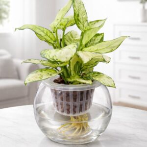 White aglaonema hydroponic plant in a glass vase, a self watering indoor plant perfect for homes and offices in the UAE.