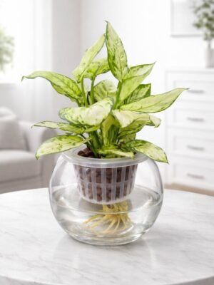 White aglaonema hydroponic plant in a glass vase, a self watering indoor plant perfect for homes and offices in the UAE.