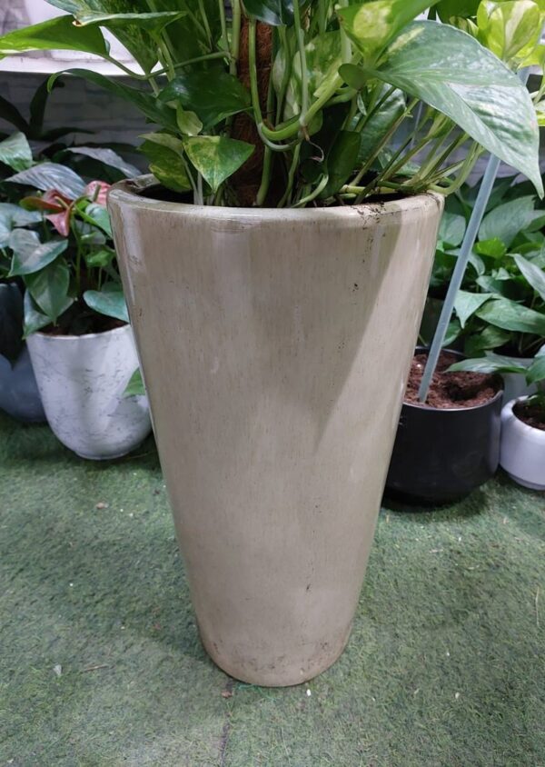 Golden Pothos Money Plant 130cm in Dubai | Indoor Plant with Moss Stick - Image 4