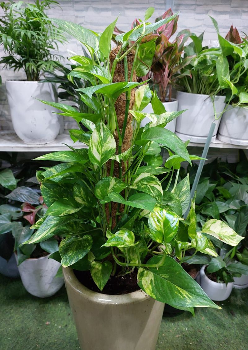 Golden Pothos Money Plant 130cm in Dubai | Indoor Plant with Moss Stick