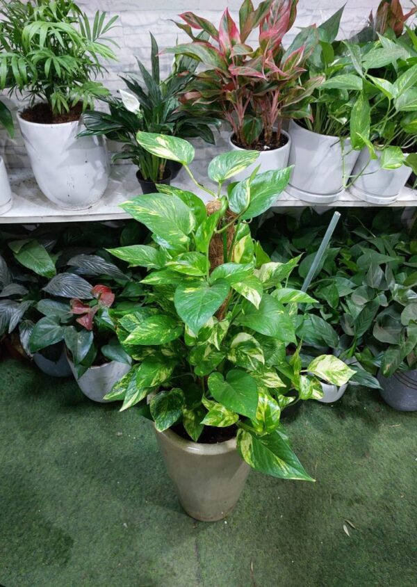 Golden Pothos plant in a decorative pot with moss stick, indoor houseplant for sale in Dubai