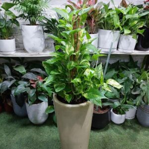 Golden Pothos plant in a decorative pot with moss stick, indoor houseplant for sale in Dubai