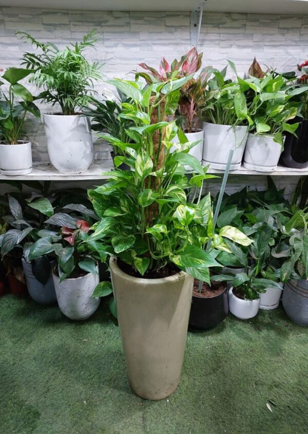 Golden Pothos plant in a decorative pot with moss stick, indoor houseplant for sale in Dubai
