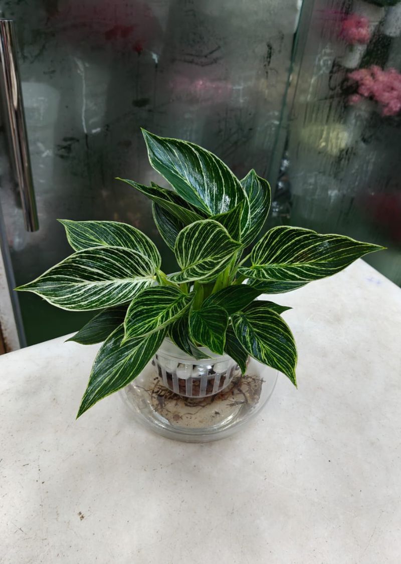 Philodendron Birkin Hydroponic Plant in Glass Vase – Indoor Plant Dubai