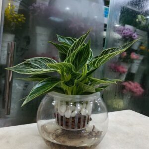 Hydroponic Philodendron Birkin with striking white-veined leaves in a decorative glass bowl, available for delivery in Dubai, UAE.