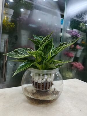 Hydroponic Philodendron Birkin with striking white-veined leaves in a decorative glass bowl, available for delivery in Dubai, UAE.