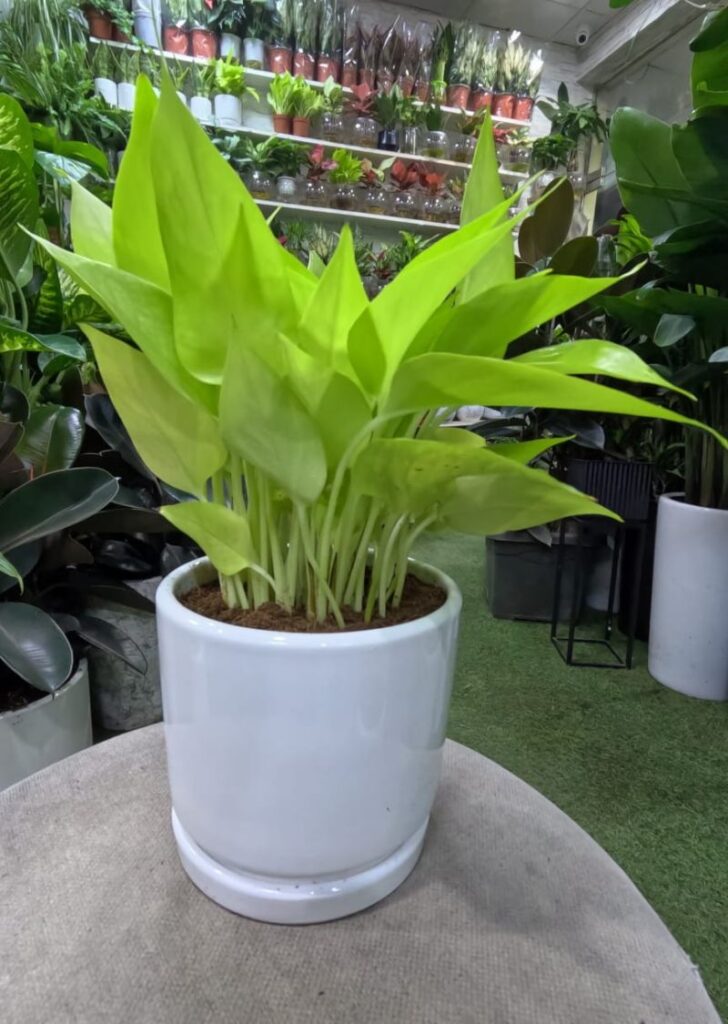 Shop Neon Pothos online in Dubai. Premium hydroponic Neon Pothos with bright green leaves, air-purifying and low maintenance. Fast delivery in Dubai, Sharjah & Ajman.