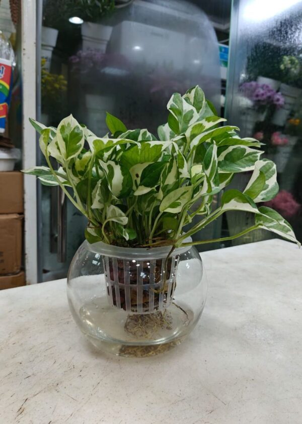 N’Joy Pothos Hydroponic Plant - Indoor Plant Dubai - Image 2