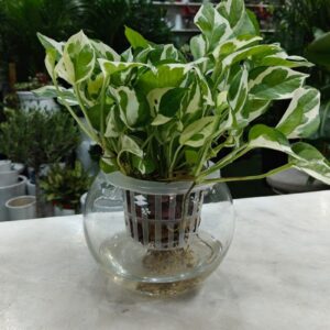 N’Joy Pothos hydroponic plant with green and white variegated leaves in a clear glass bowl, perfect for home and office décor in Dubai.