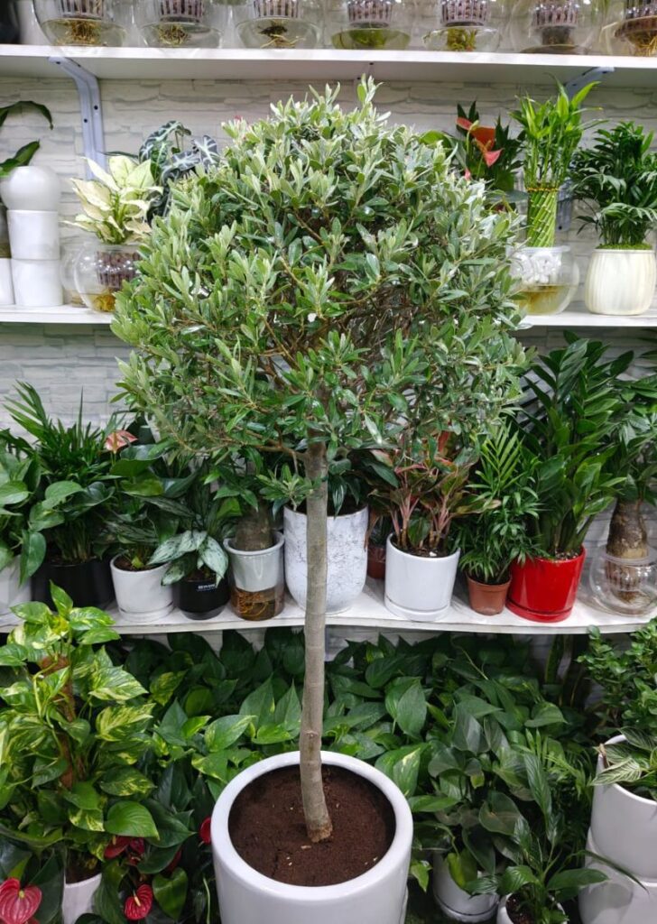 Olive tree in tall white pot, perfect for indoor and outdoor decoration, available for delivery in Dubai UAE