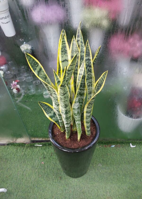 Sansevieria snake plant in sleek black pot, indoor air purifying plant in Dubai