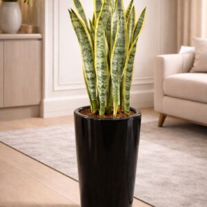 Sansevieria snake plant in sleek black pot, indoor air purifying plant in Dubai.