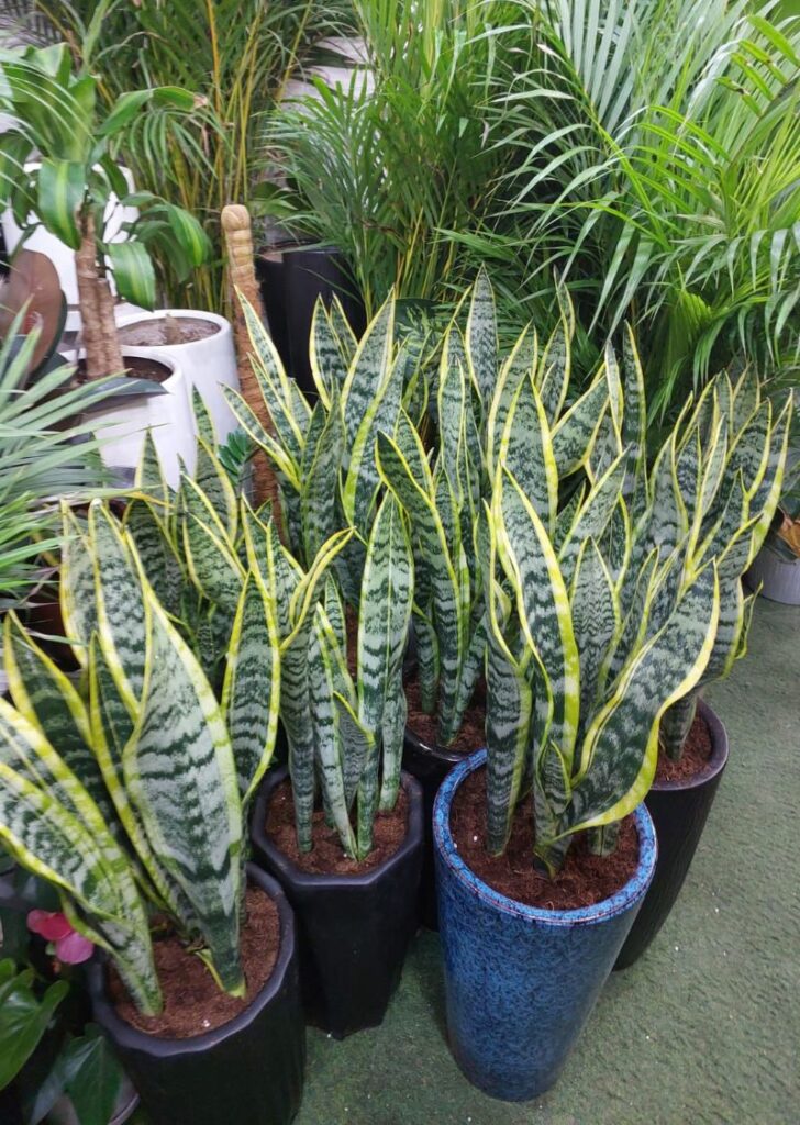 Healthy Snake Plants with tall green leaves edged in yellow, potted and displayed for sale in Dubai.