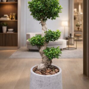 Ficus bonsai plant in modern concrete pot, perfect for indoor decoration, office spaces, and home decor in Dubai.