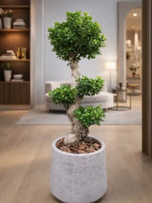 Ficus bonsai plant in modern concrete pot, perfect for indoor decoration, office spaces, and home decor in Dubai.