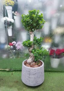 Ficus bonsai plant in modern concrete pot, perfect for indoor decoration, office spaces, and home décor in Dubai.