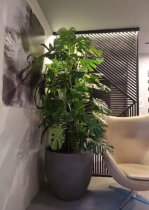 Large 2m+ Monstera Deliciosa with split tropical leaves, ideal for premium indoor spaces, offices, hotels, and lobbies in Dubai.