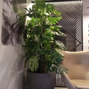 Large 2m+ Monstera Deliciosa with split tropical leaves, ideal for premium indoor spaces, offices, hotels, and lobbies in Dubai.