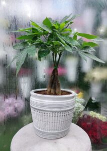 Elegant Money Tree Pachira Aquatica in a stylish white pot – a popular indoor plant for homes, offices, and gifts in Dubai and across UAE.