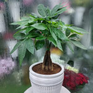 Elegant Money Tree Pachira Aquatica in a stylish white pot – a popular indoor plant for homes, offices, and gifts in Dubai and across UAE.