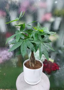 Money Tree Pachira Aquatica in White Pot | Lucky Indoor Plant