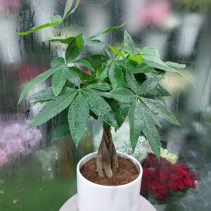 Money Tree Pachira Aquatica in White Pot | Lucky Indoor Plant