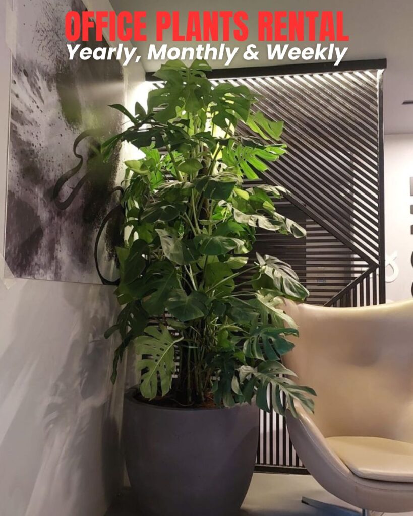 Yearly, monthly, and weekly office plant rental service with maintenance and delivery in UAE.