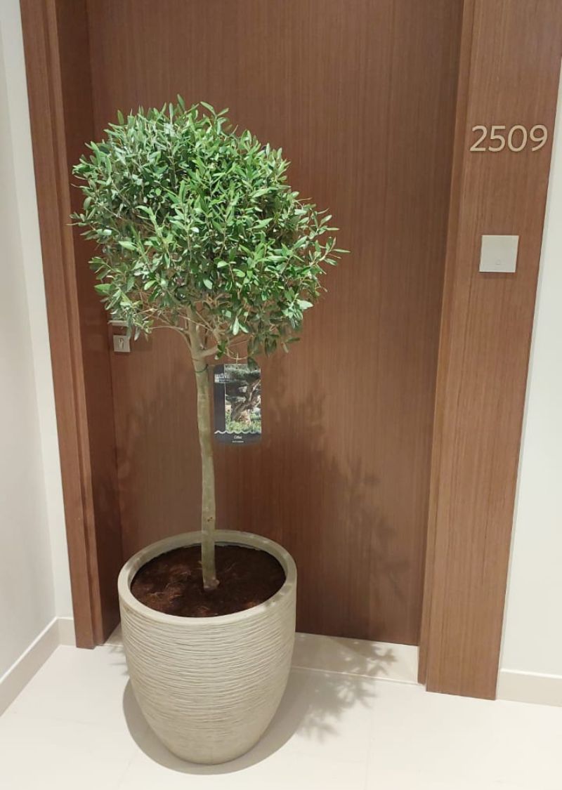 Indoor Olive Tree – Elegant Home & Office Plant Dubai