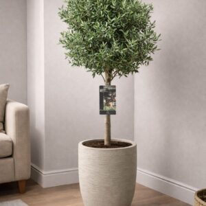 Indoor olive tree in a stylish beige pot placed near a door, perfect for Dubai apartments and indoor decoration