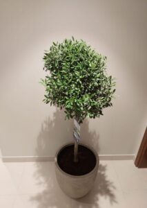 Indoor olive tree in a stylish beige pot placed near a door, perfect for Dubai apartments and indoor decoration