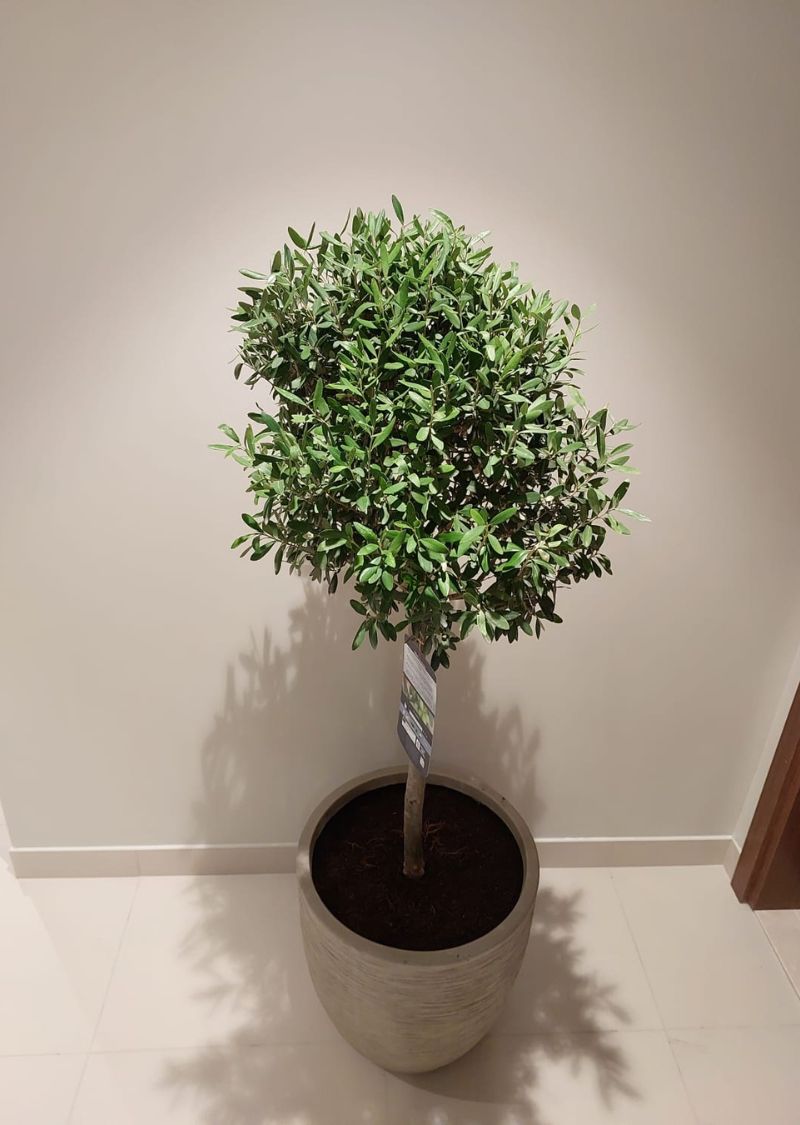Indoor Olive Tree – Elegant Home & Office Plant Dubai