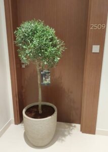 Indoor olive tree in a stylish beige pot placed near a door, perfect for Dubai apartments and indoor decoration
