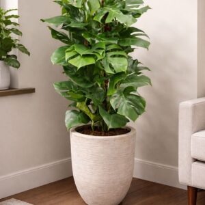 Healthy Monstera Deliciosa indoor plant in beige fiber clay pot, perfect for home and office decor.