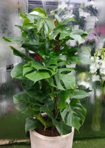 Healthy Monstera Deliciosa indoor plant in white pot, perfect for home and office décor in Dubai