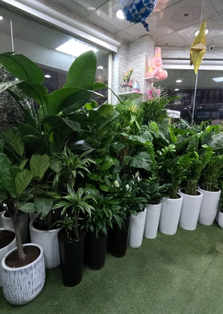 Indoor plant shop in Sharjah - The Green Plant Flowers Tr L.L.C displaying healthy indoor plants