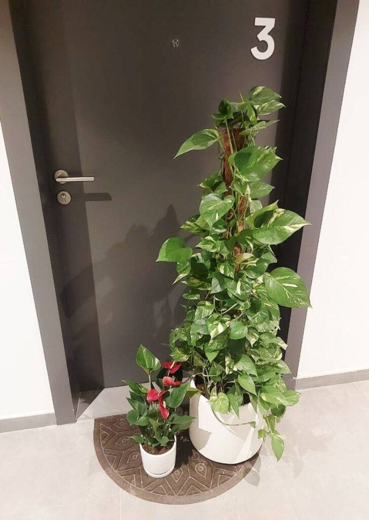 Plant Delivery in Aljada by Arada | Indoor Plants Sharjah