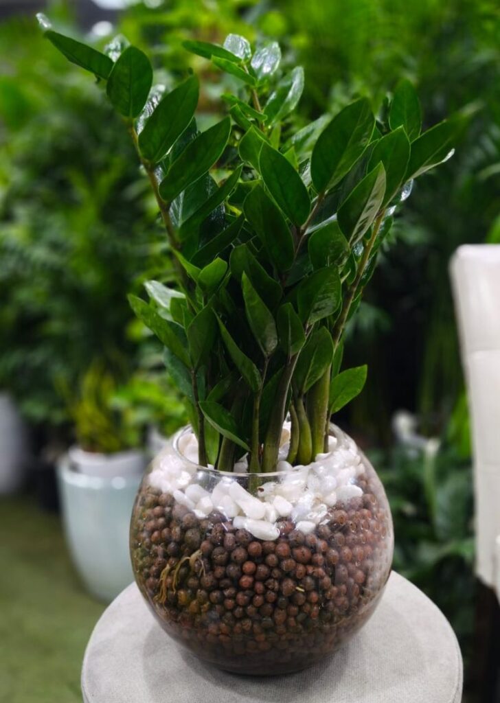 Hydroponic ZZ plant in a glass bowl planter, low maintenance indoor office plant in Dubai