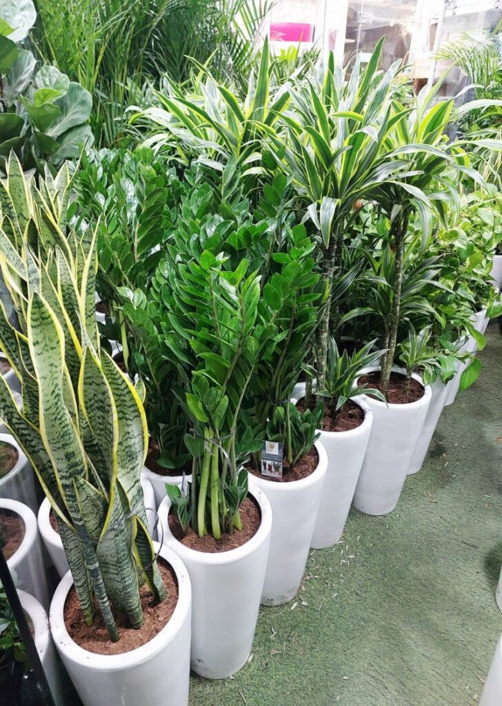 Premium indoor office plants including snake plant, ZZ plant and dracaena in white pots -best place to buy office plants in Dubai