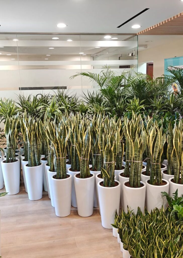 Corporate indoor plants supply for office with snake plants in modern planters UAE