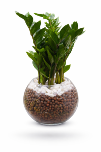 Hydroponic ZZ plant in glass bowl for indoor office and home decor