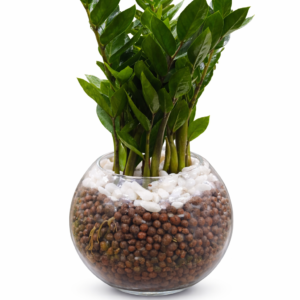 Hydroponic ZZ plant in glass bowl for indoor office and home decor